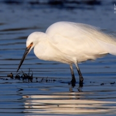 Egretta garzetta (Little Egret) at Burrill Lake, NSW - 19 Aug 2015 by Charles Dove