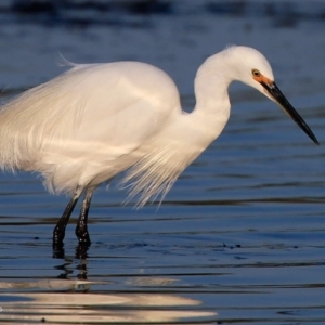 Egretta garzetta at Burrill Lake, NSW - 20 Aug 2015