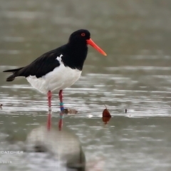 Haematopus longirostris (Australian Pied Oystercatcher) at Lake Conjola, NSW - 22 Aug 2015 by CharlesDove