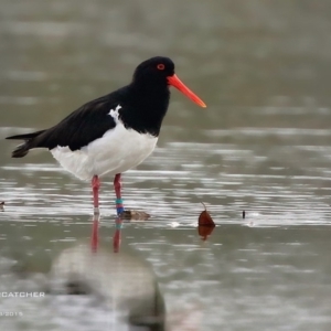 Haematopus longirostris at Lake Conjola, NSW - suppressed