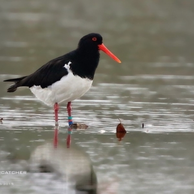 Haematopus longirostris (Australian Pied Oystercatcher) at Lake Conjola, NSW - 23 Aug 2015 by CharlesDove