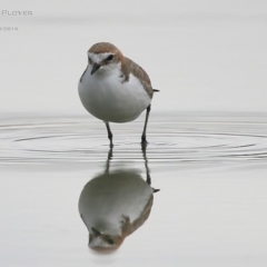 Anarhynchus ruficapillus (Red-capped Plover) at Lake Conjola, NSW - 23 Aug 2015 by CharlesDove