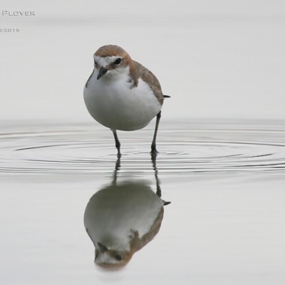 Anarhynchus ruficapillus (Red-capped Plover) at Lake Conjola, NSW - 22 Aug 2015 by CharlesDove
