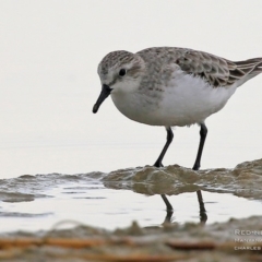 Calidris ruficollis (Red-necked Stint) at Cunjurong Point, NSW - 23 Aug 2015 by CharlesDove