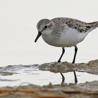 Calidris ruficollis (Red-necked Stint) at Cunjurong Point, NSW - 23 Aug 2015 by CharlesDove