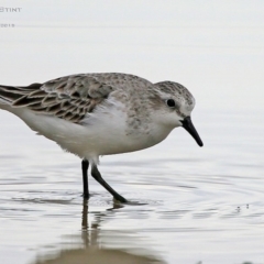 Calidris ruficollis at Cunjurong Point, NSW - 23 Aug 2015 12:00 AM