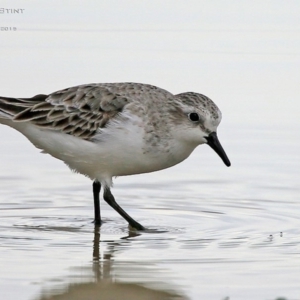Calidris ruficollis at Cunjurong Point, NSW - 23 Aug 2015 12:00 AM