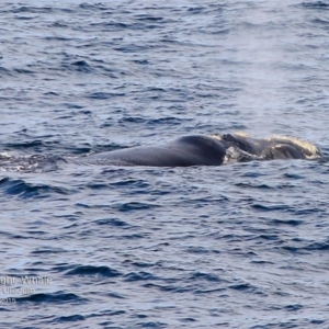 Eubalaena australis at Ulladulla, NSW - 20 Aug 2015 12:00 AM