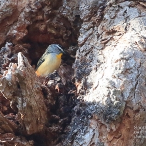 Pardalotus punctatus at Lake Conjola, NSW - 20 Aug 2015