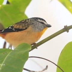 Pardalotus punctatus at Lake Conjola, NSW - 20 Aug 2015