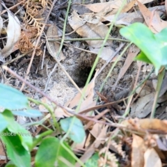 Pardalotus punctatus at Lake Conjola, NSW - 20 Aug 2015