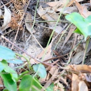 Pardalotus punctatus at Lake Conjola, NSW - 20 Aug 2015