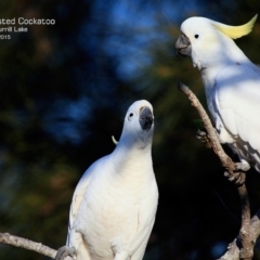 Cacatua galerita (Sulphur-crested Cockatoo) at Burrill Lake, NSW - 20 Aug 2015 by Charles Dove