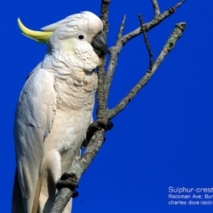 Cacatua galerita at Burrill Lake, NSW - 21 Aug 2015 12:00 AM