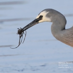 Egretta novaehollandiae (White-faced Heron) at Wairo Beach and Dolphin Point - 20 Aug 2015 by Charles Dove