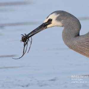 Egretta novaehollandiae at Burrill Lake, NSW - 21 Aug 2015