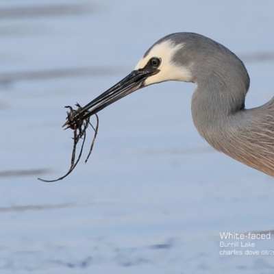 Egretta novaehollandiae (White-faced Heron) at Wairo Beach and Dolphin Point - 20 Aug 2015 by Charles Dove