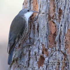 Cormobates leucophaea (White-throated Treecreeper) at Conjola Bushcare - 19 Aug 2015 by Charles Dove