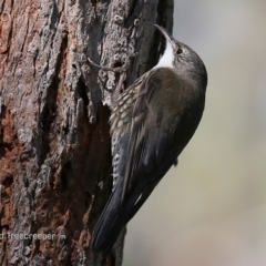 Cormobates leucophaea at Conjola Bushcare - 20 Aug 2015