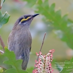 Caligavis chrysops (Yellow-faced Honeyeater) at Bendalong, NSW - 23 Aug 2015 by CharlesDove