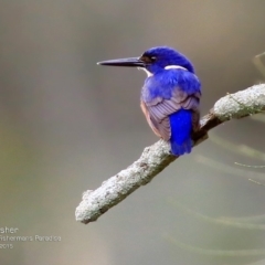 Ceyx azureus (Azure Kingfisher) at Conjola, NSW - 14 Aug 2015 by Charles Dove