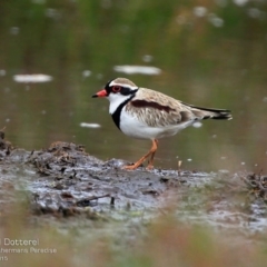 Charadrius melanops (Black-fronted Dotterel) at Lake Conjola, NSW - 15 Aug 2015 by CharlesDove