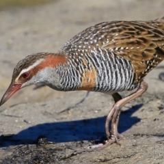 Gallirallus philippensis (Buff-banded Rail) at Burrill Lake, NSW - 13 Aug 2015 by CharlesDove