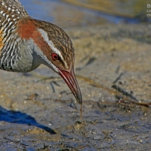 Gallirallus philippensis at Burrill Lake, NSW - 13 Aug 2015