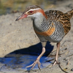 Gallirallus philippensis at Burrill Lake, NSW - 13 Aug 2015