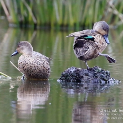 Anas castanea (Chestnut Teal) at Conjola, NSW - 14 Aug 2017 by CharlesDove