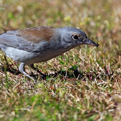 Colluricincla harmonica (Grey Shrikethrush) at Burrill Lake, NSW - 13 Aug 2015 by Charles Dove