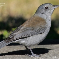 Colluricincla harmonica at Burrill Lake, NSW - 14 Aug 2015