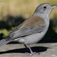 Colluricincla harmonica at Burrill Lake, NSW - 14 Aug 2015 12:00 AM