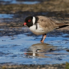 Charadrius rubricollis (Hooded Plover) at South Pacific Heathland Reserve - 14 Aug 2015 by Charles Dove