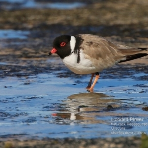Charadrius rubricollis at suppressed - suppressed