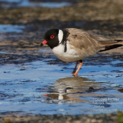 Charadrius rubricollis (Hooded Plover) at South Pacific Heathland Reserve - 14 Aug 2015 by Charles Dove