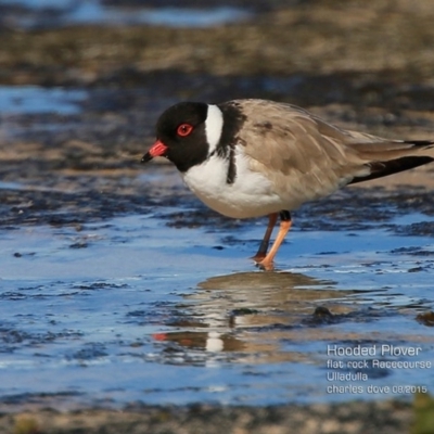 Charadrius rubricollis (Hooded Plover) at South Pacific Heathland Reserve - 15 Aug 2015 by Charles Dove
