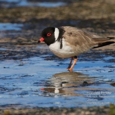 Charadrius rubricollis (Hooded Plover) at South Pacific Heathland Reserve - 15 Aug 2015 by CharlesDove