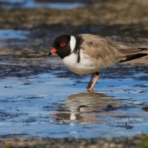 Charadrius rubricollis at suppressed - 15 Aug 2015