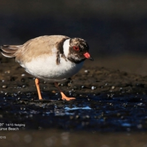 Charadrius rubricollis at suppressed - suppressed