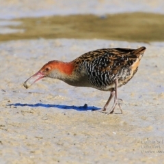 Lewinia pectoralis (Lewin's Rail) at Wairo Beach and Dolphin Point - 13 Aug 2015 by Charles Dove