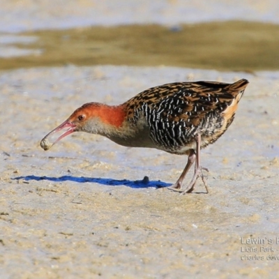 Lewinia pectoralis (Lewin's Rail) at Wairo Beach and Dolphin Point - 13 Aug 2015 by Charles Dove
