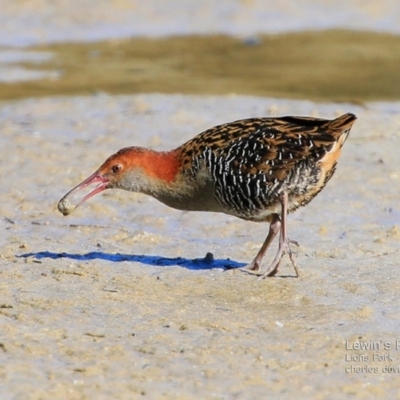 Lewinia pectoralis (Lewin's Rail) at Burrill Lake, NSW - 14 Aug 2015 by Charles Dove