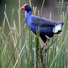 Porphyrio melanotus (Australasian Swamphen) at Conjola, NSW - 14 Aug 2015 by CharlesDove