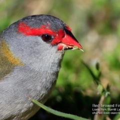 Neochmia temporalis (Red-browed Finch) at Burrill Lake, NSW - 14 Aug 2017 by CharlesDove