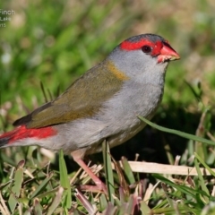 Neochmia temporalis at Burrill Lake, NSW - 15 Aug 2017