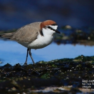 Anarhynchus ruficapillus at South Pacific Heathland Reserve - 14 Aug 2015