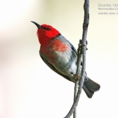 Myzomela sanguinolenta (Scarlet Honeyeater) at Garrads Reserve Narrawallee - 14 Aug 2015 by Charles Dove