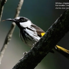 Phylidonyris niger (White-cheeked Honeyeater) at Narrawallee Foreshore and Reserves Bushcare Group - 16 Aug 2015 by CharlesDove