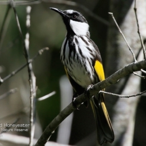 Phylidonyris niger at Narrawallee, NSW - 17 Aug 2015